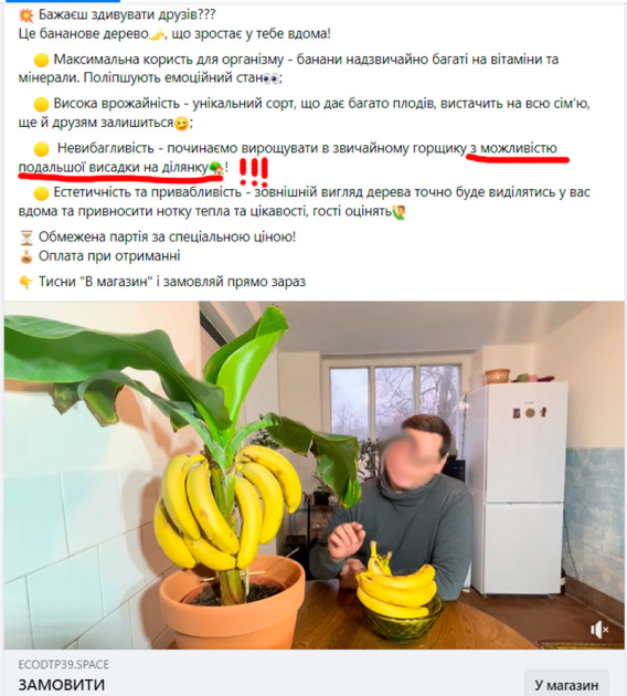 Рекламное объявление в сети Facebook предлагает бананы с возможностью высадки на участке (!). Также хорошо видно, что купленные в магазине плоды к растению просто прицеплены.