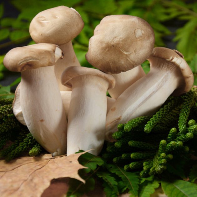 Ерінгі, що на початку життя нагадують справжні білі гриби, мають масу цінних властивостей.